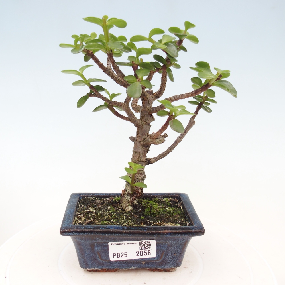 Izbová bonsai - Portulakaria Afra - Tlustice