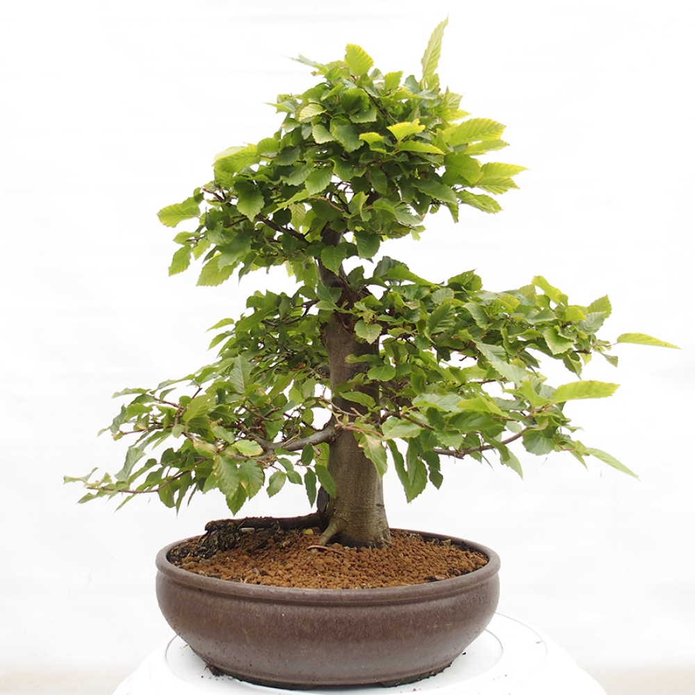 Vonkajší bonsai - Hrab obyčajný - Carpinus betulus