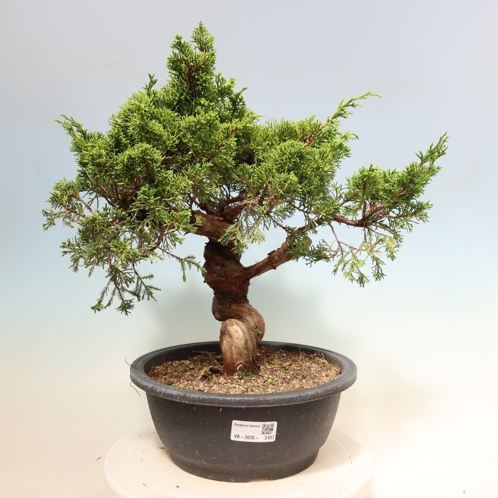 Vonkajší bonsai – Juniperus chinensis Itoigawa – čínsky jalovec