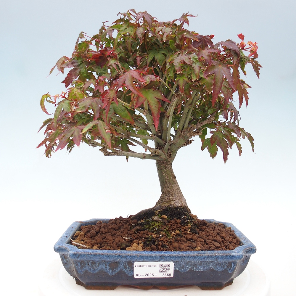 Acer palmatum KIOHIME - Javor palmetový