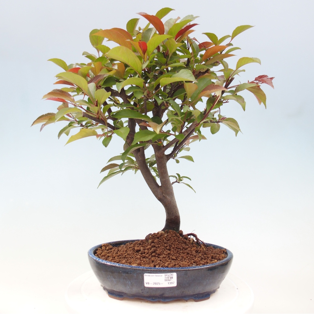 Vonkajší bonsai -Malus domestica - Maloplodá jabloň červenolistá