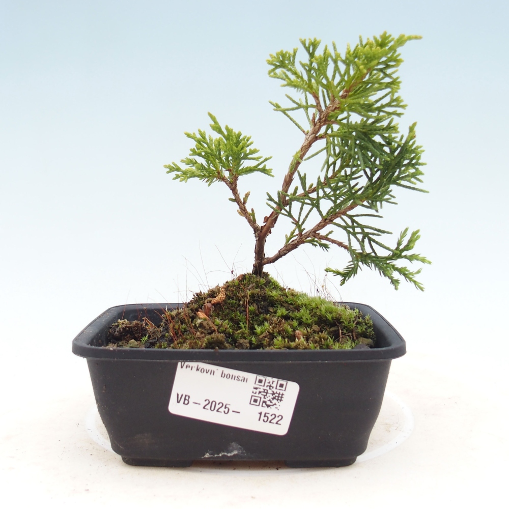 Vonkajší bonsai - Juniperus chinensis Itoigawa -Jalovec čínsky