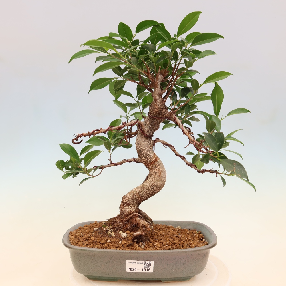 Izbové bonsaje - Ficus kimmen - drobnolistý fikus