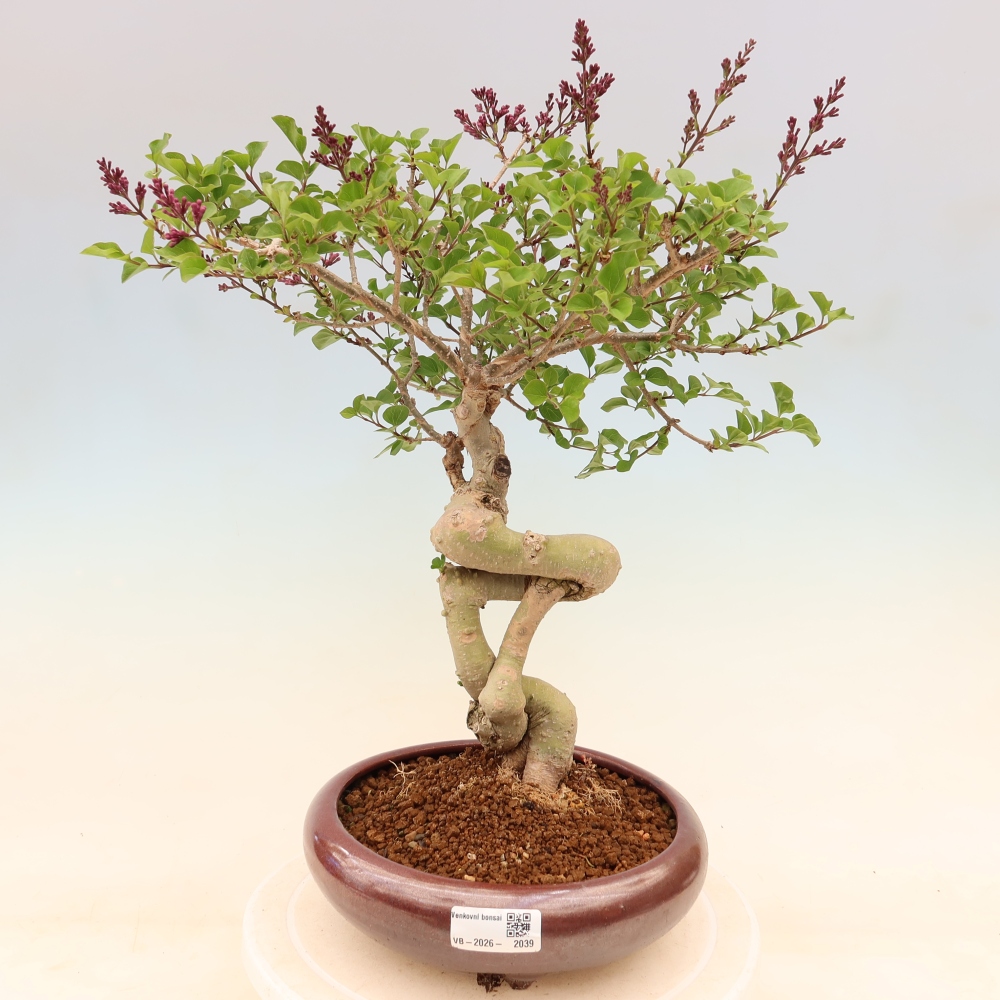 Vonkajší bonsaj - Syringa microphylla - drobnokvetý šeřík