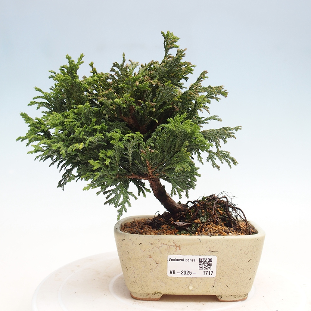 Vonkajší bonsai - Cham.pis Parslori - Cyprus