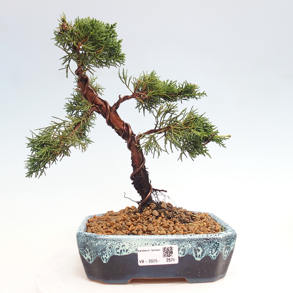 Vonkajší bonsai - Juniperus chinensis Kishu -Jalovec čínsky