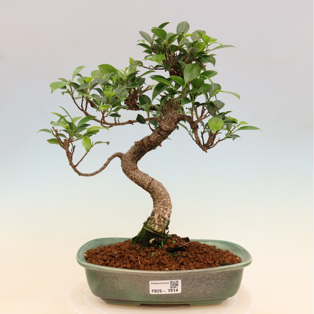 Izbové bonsaje - Ficus kimmen - drobnolistý fikus