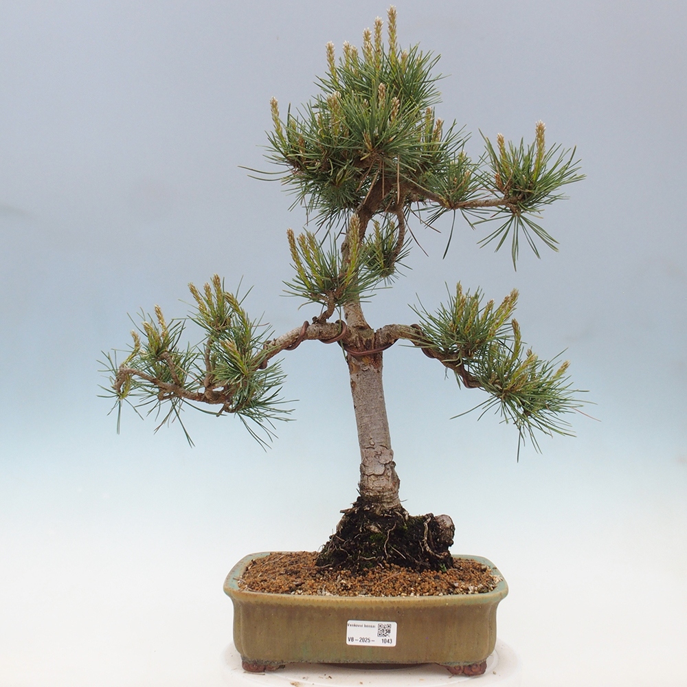 Vonkajšie bonsai - Pinus Sylvestris - Borovica lesná