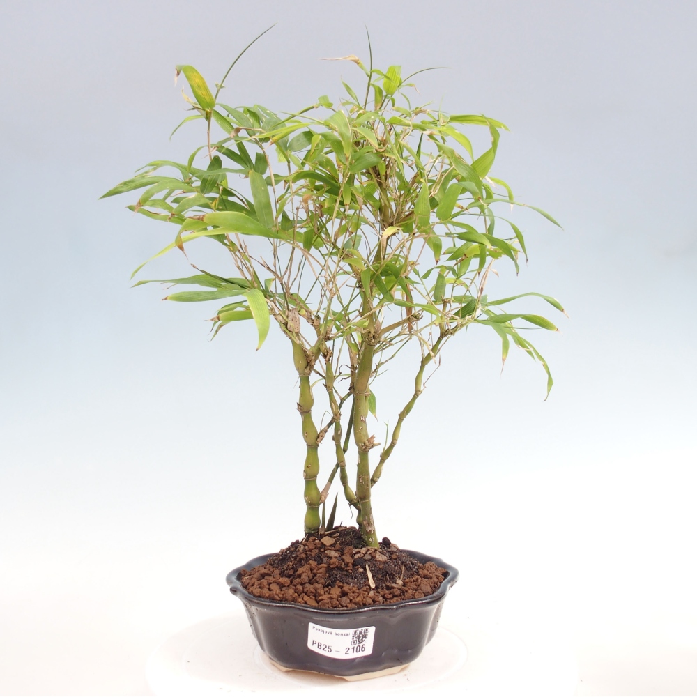 Izbová bonsai - Bambus budha-Bambus budhovo brucho