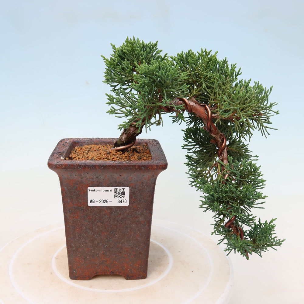 Vonkajší bonsaj - Juniperus chinensis Kishu