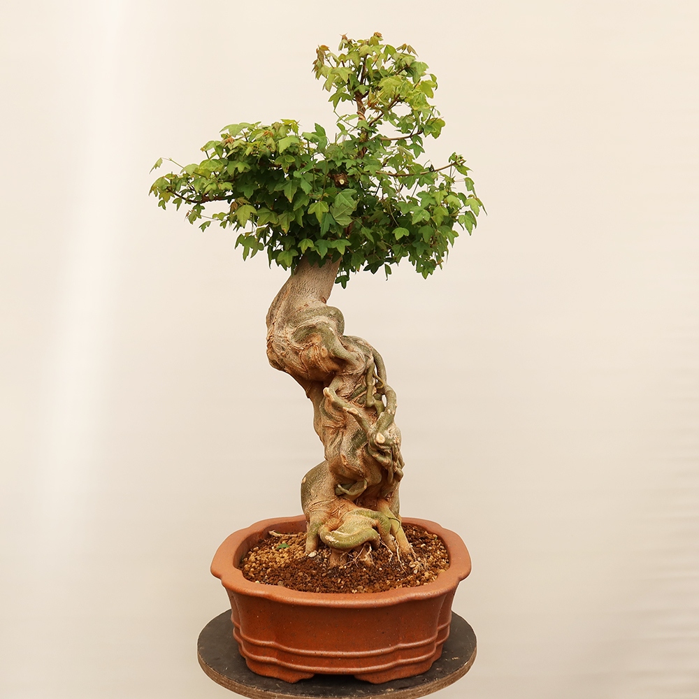 Vonkajšie bonsaje - Javor Burger - Acer Burgerianum