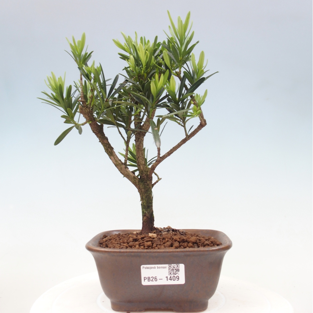 Izbové bonsaje - Podocarpus - Kamenný tis