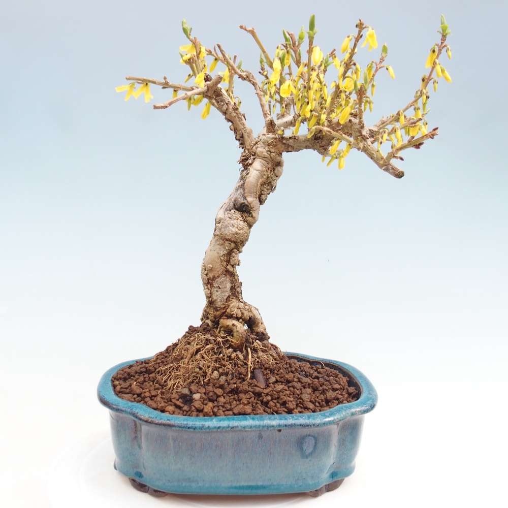 Vonkajšie bonsaje - Zlatice - Forsythia koreana