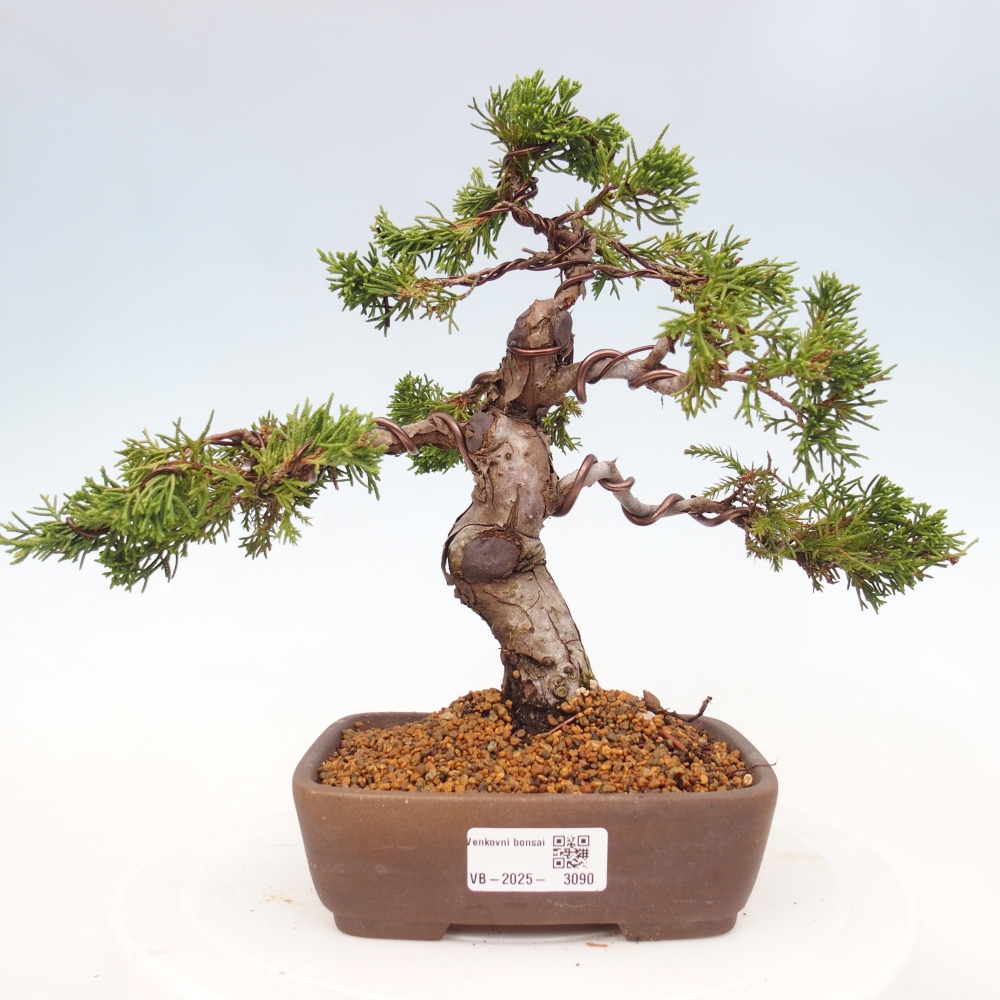 Vonkajší bonsai - Juniperus chinensis Itoigawa -Jalovec čínsky