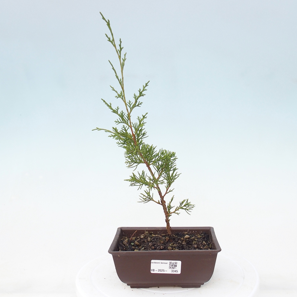 Vonkajší bonsai - Juniperus chinensis Itoigawa -Jalovec čínsky