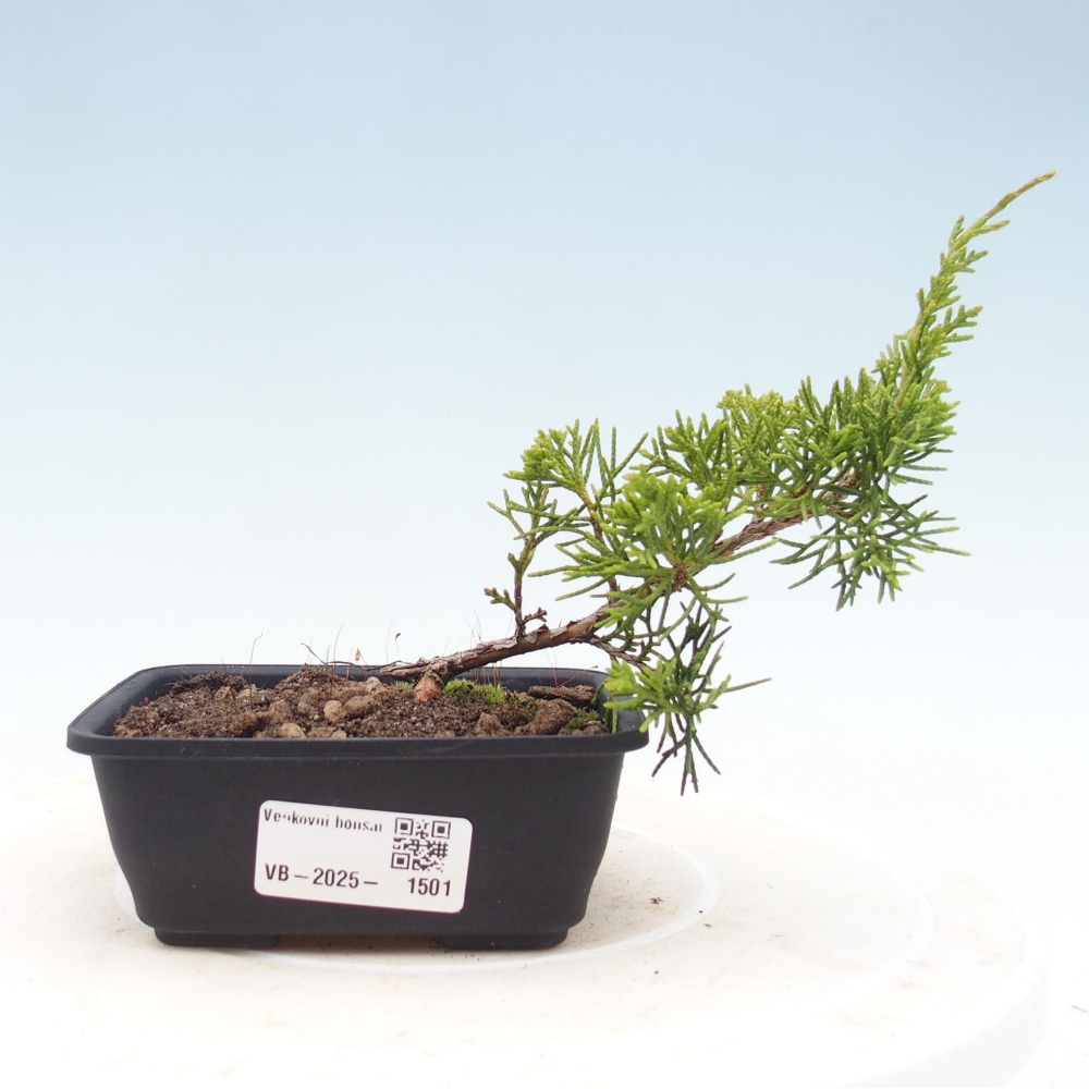 Vonkajší bonsai - Juniperus chinensis Itoigawa -Jalovec čínsky