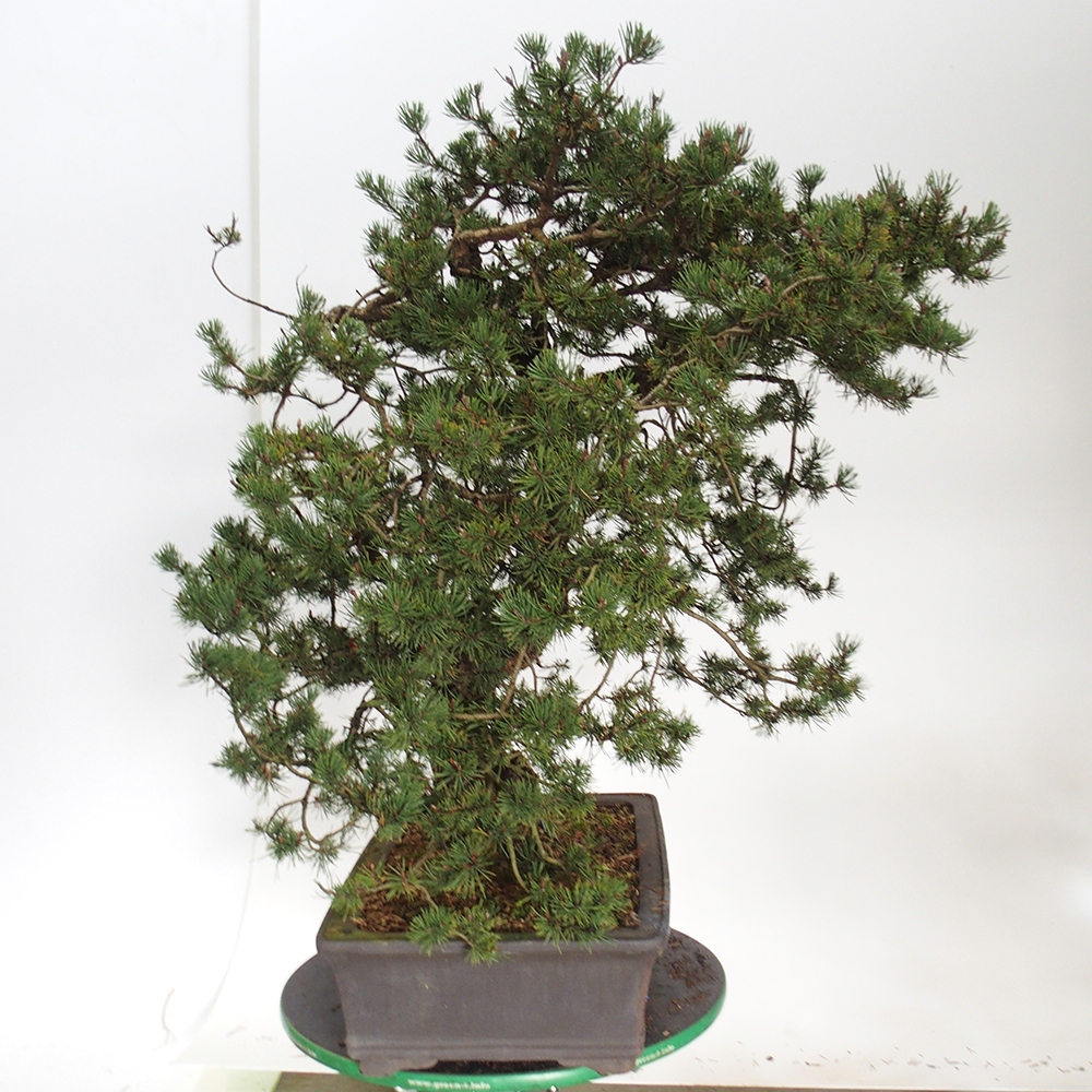 Yamadori - Pinus sylvestris Španielsko