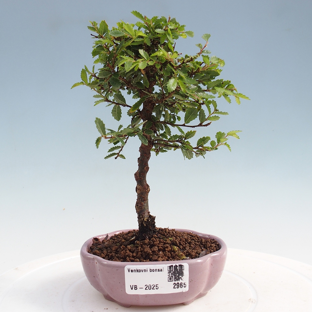 Vonkajší bonsai - Ulmus parvifolia Sagei - Malolistý brest