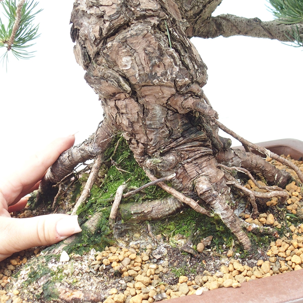 Vonkajšie bonsaje - Pinus parviflora - Pinus parviflora