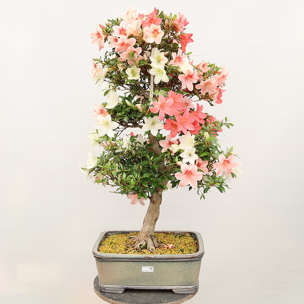 Vonkajšie bonsaje - Japonské azalky - Azalea Saishun