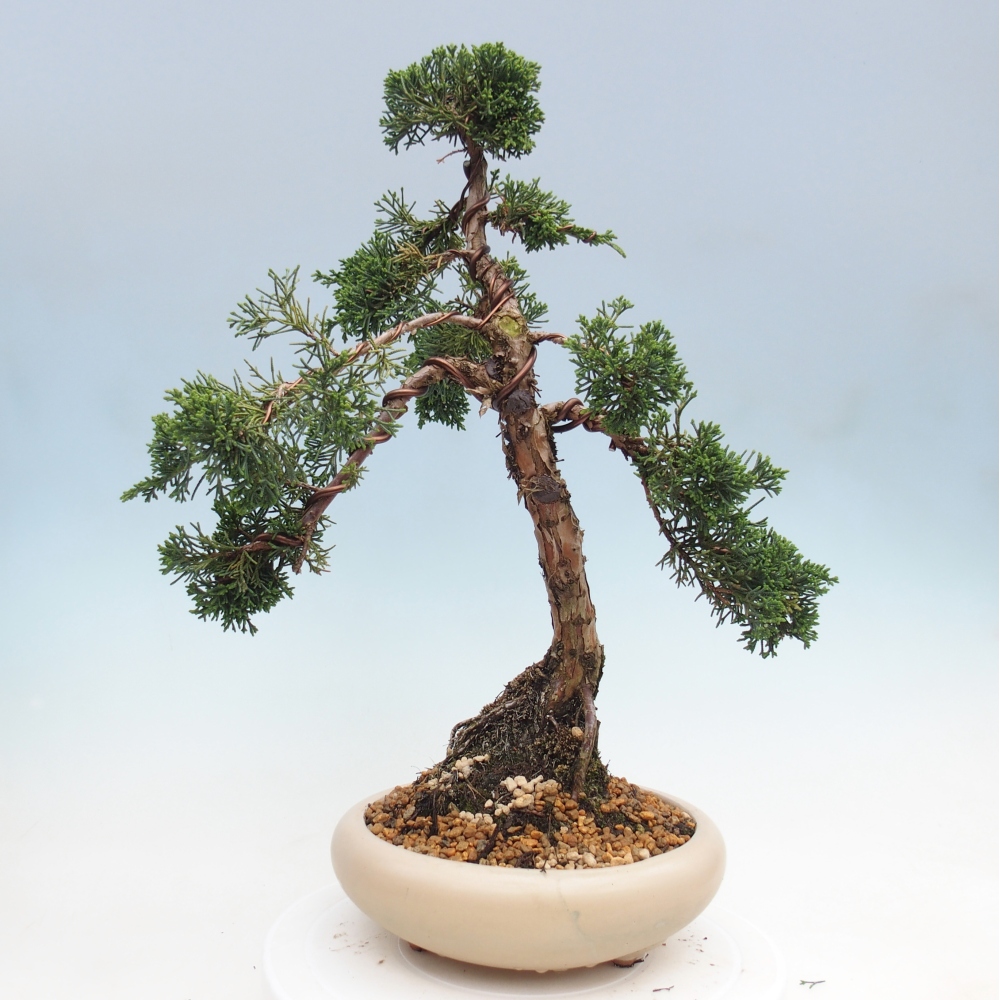 Vonkajší bonsaj - Juniperus chinensis Kishu