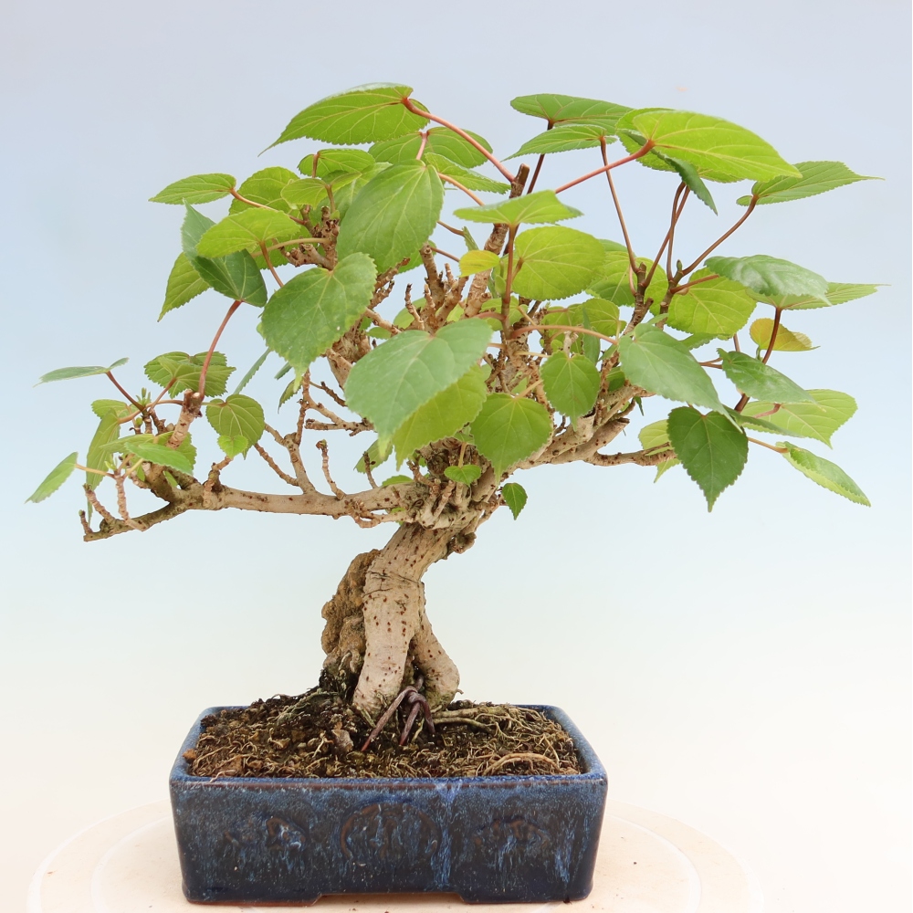 Izbový bonsaj - Hibiscus tiliaceus - Ibišek morský