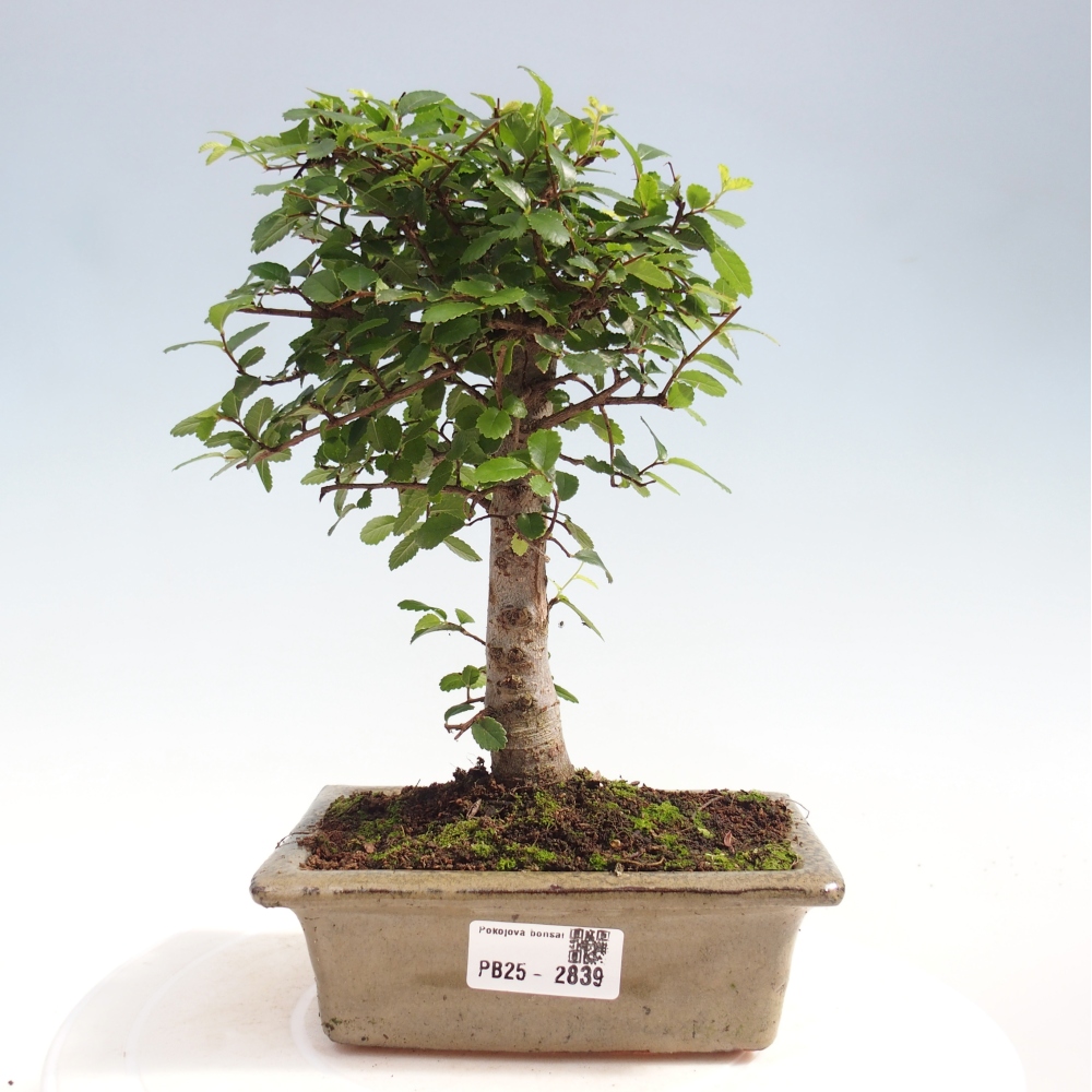 Izbová bonsai - Ulmus parvifolia - malolistá brest