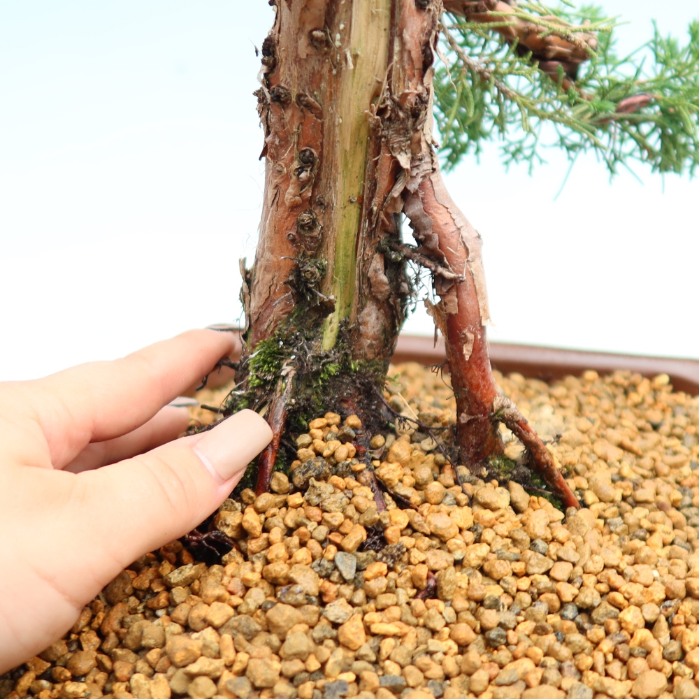 Vonkajší bonsaj - Juniperus chinensis Kishu