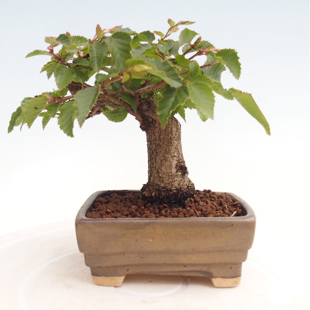 Vonkajší bonsai -Carpinus CARPINOIDES - Hrab kórejský