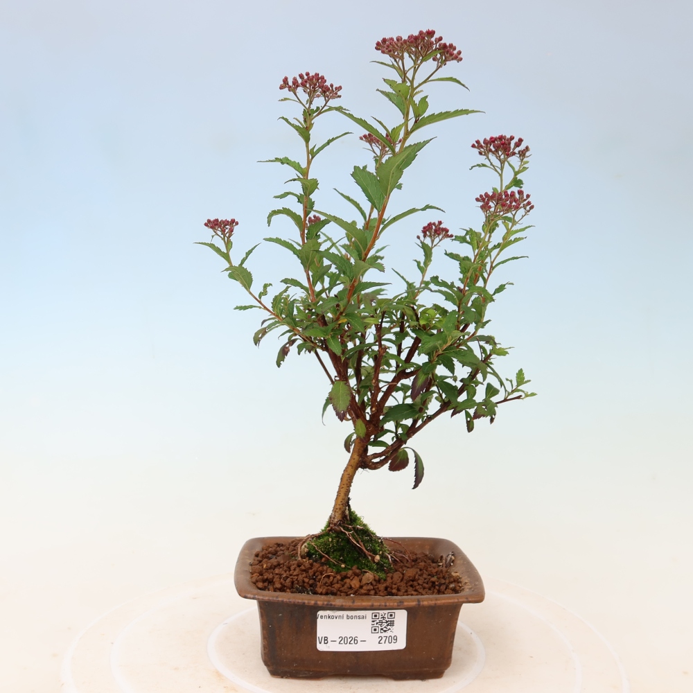 Vonkajší bonsai – spirea japonská – Spirea japonica Anthony Waterer