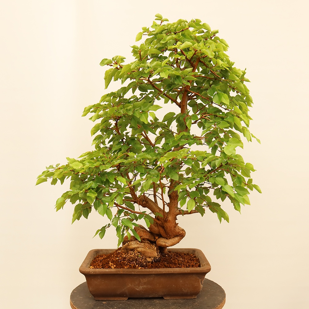 Vonkajší bonsai -Carpinus Coreana - Hrab kórejský