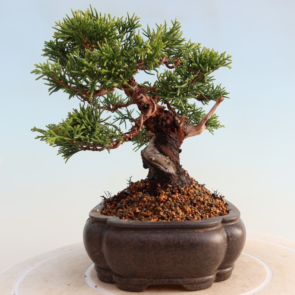 Vonkajší bonsai - Juniperus chinensis Itoigawa -Jalovec čínsky
