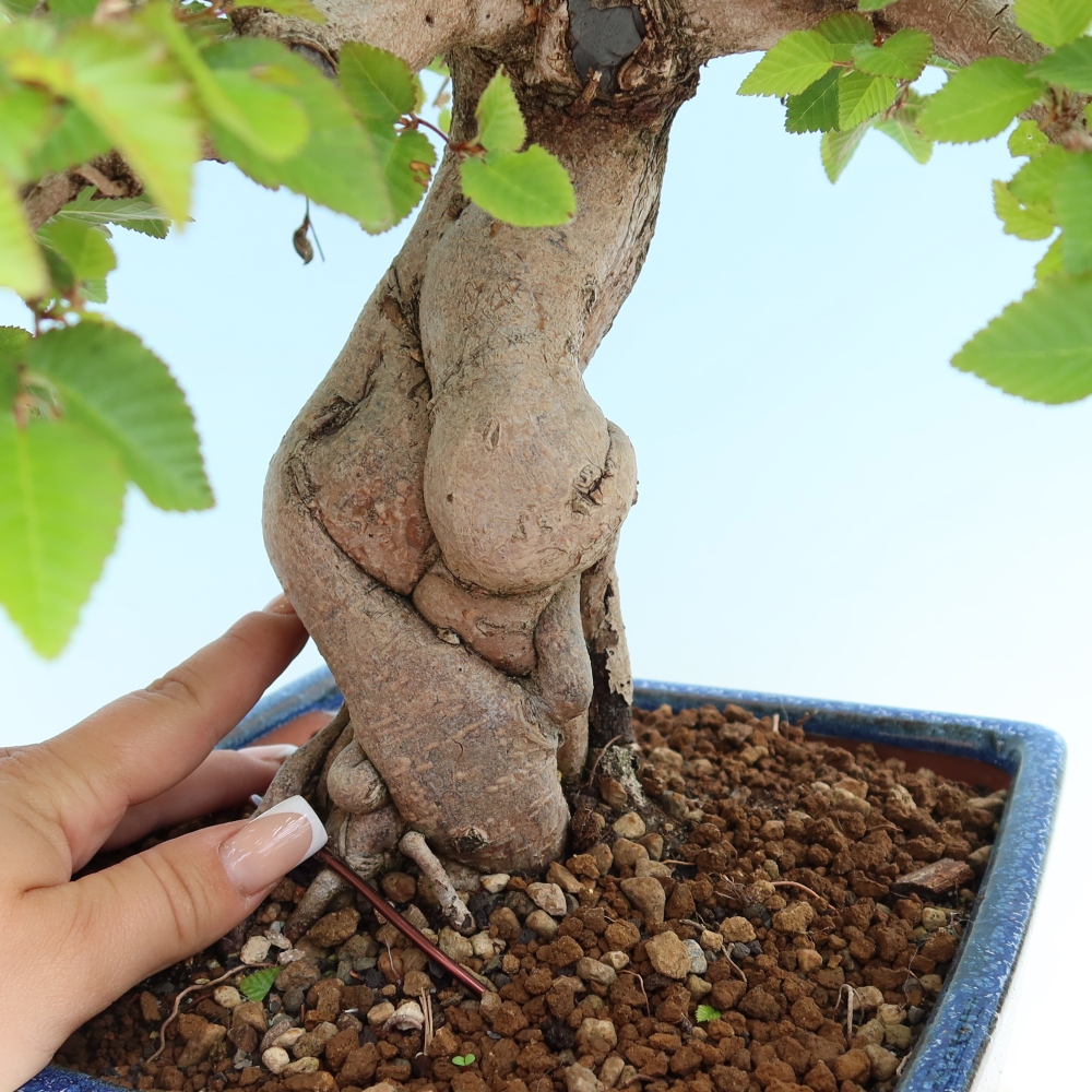 Vonkajší bonsaj -Carpinus coreana - Hrab kórejský