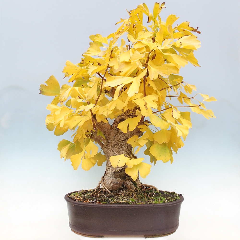 Vonkajší bonsai - Jinan dvojlaločný - Ginkgo biloba