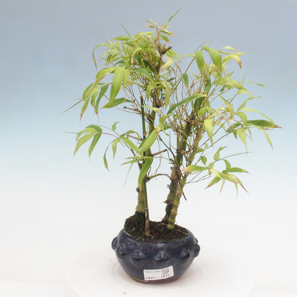 Izbová bonsai - Bambus budha-Bambus budhovo brucho