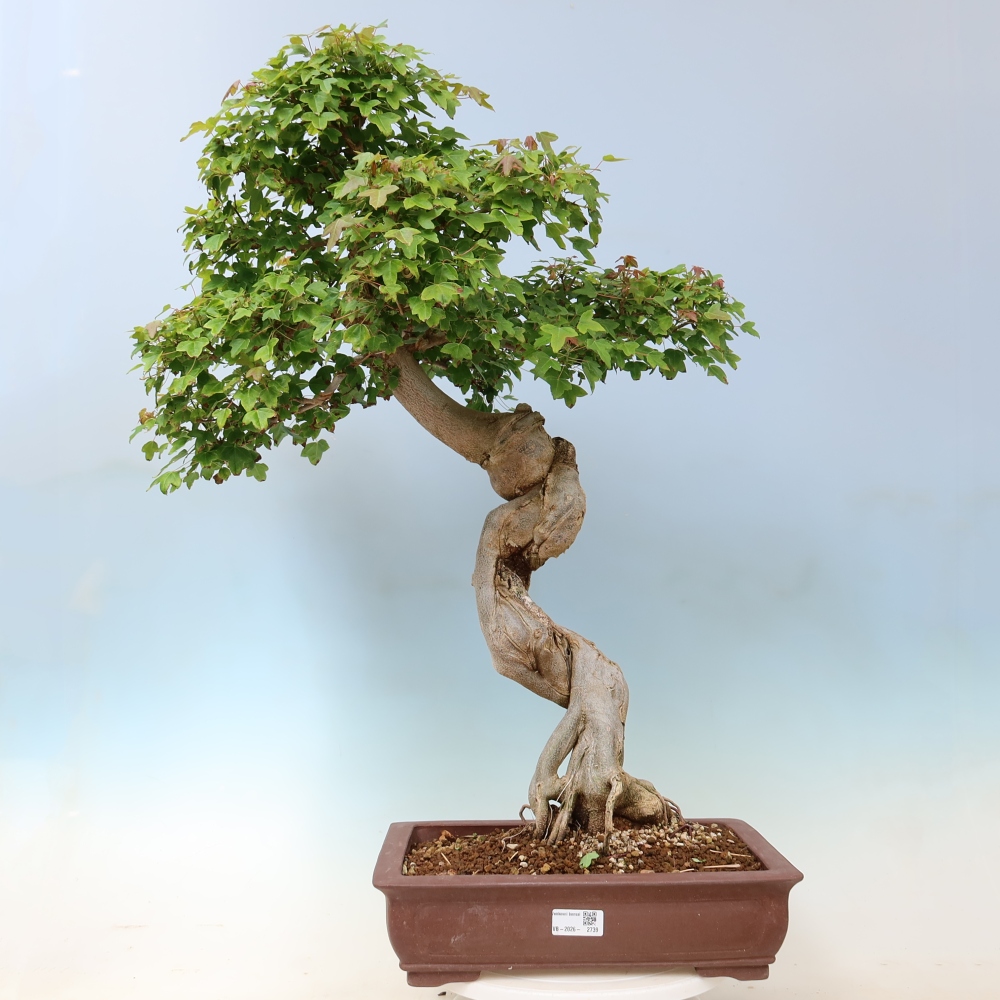 Vonkajšia bonsaj - Acer Buergerianum - Hamburgerový javor