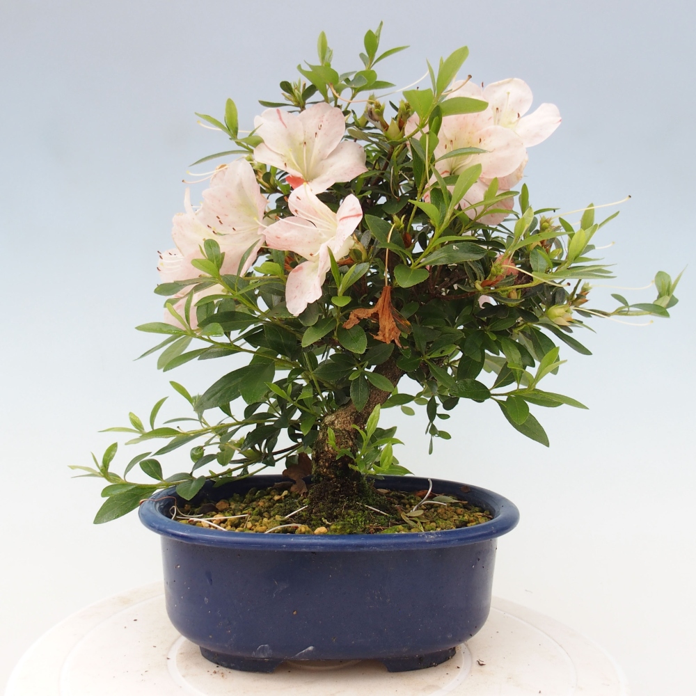 Vonkajší bonsai - Japonská azalka -  Azalea Asazakura