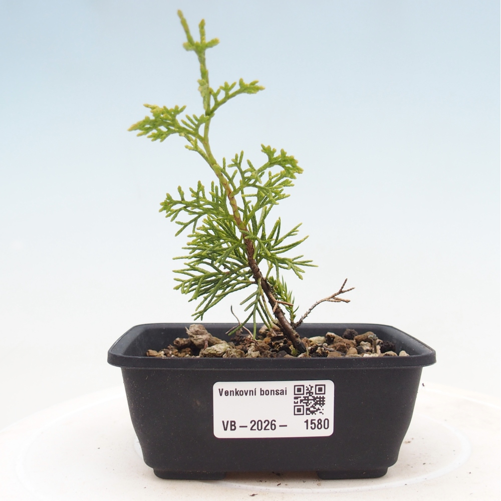 Vonkajší bonsaj - Juniperus chinensis Itoigawa