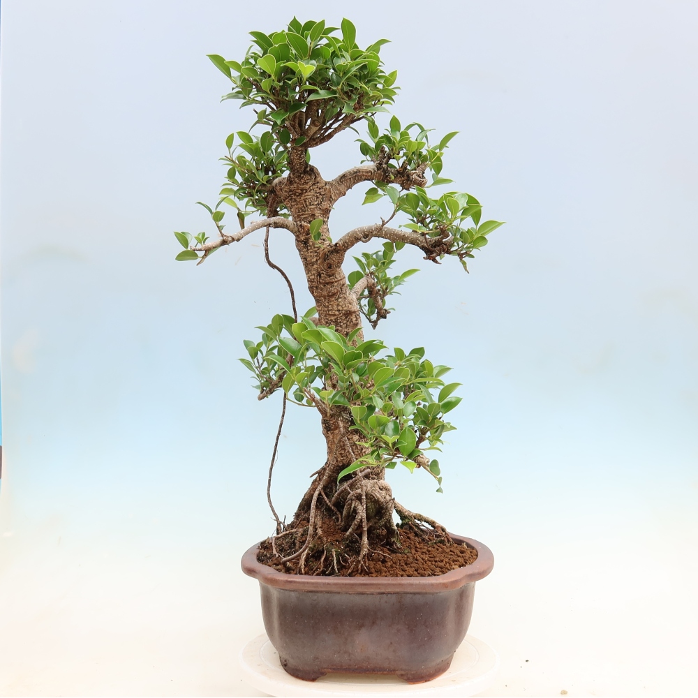 Izbové bonsaje - Ficus kimmen - drobnolistý fikus