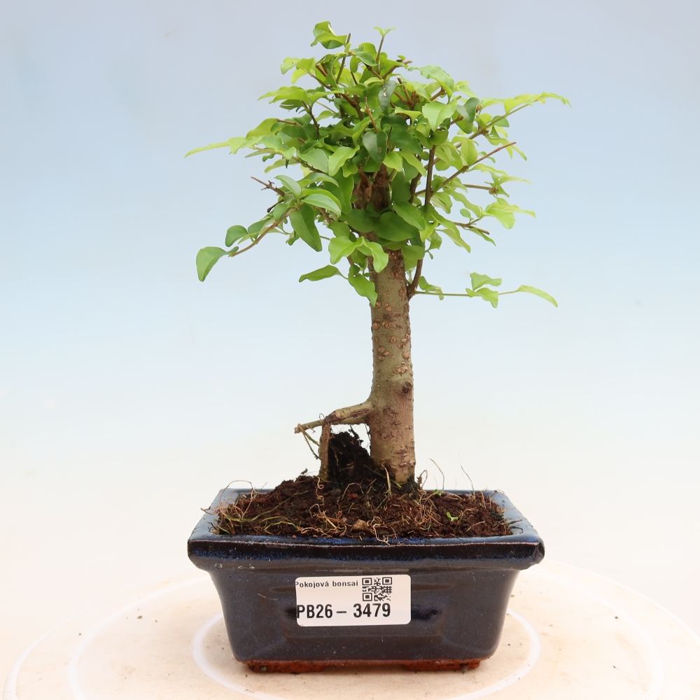 Izbový bonsaj -Ligustrum chinensis - Vtáčí zobák
