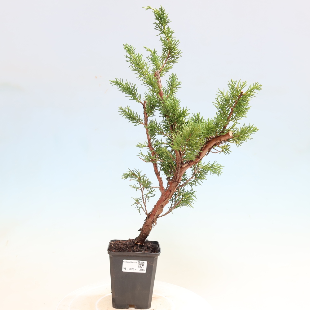 Vonkajší bonsaj - Juniperus chinensis Kishu