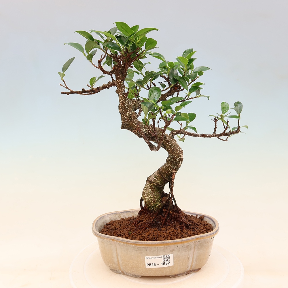 Izbový bonsaj - Ficus retusa - drobnolistý fikus