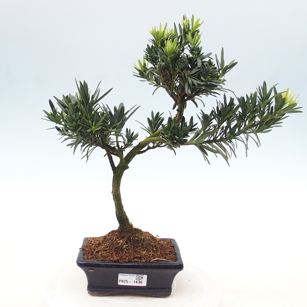 Izbová bonsai - Podocarpus - Kamenný tis