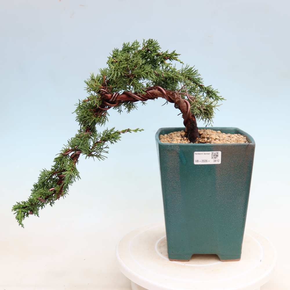Vonkajší bonsaj - Juniperus chinensis Kishu