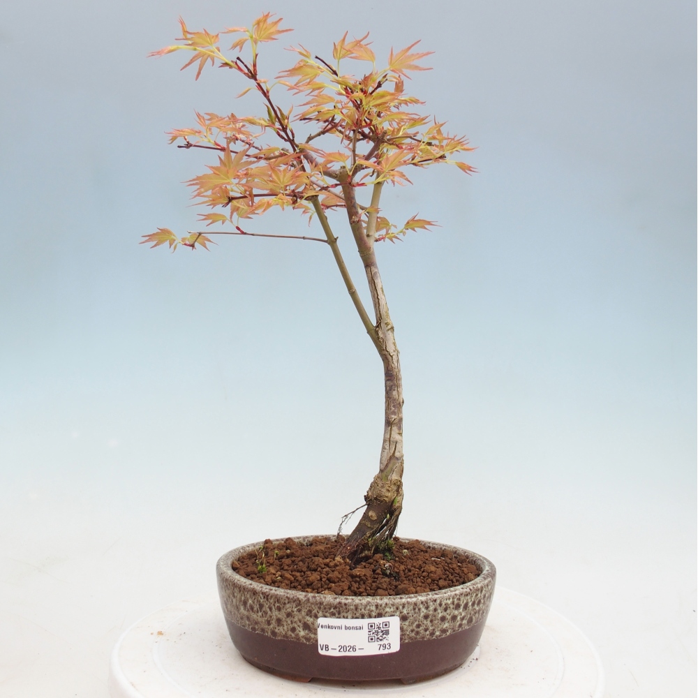Javor poľný - Acer palmatum Beni Tsukasa