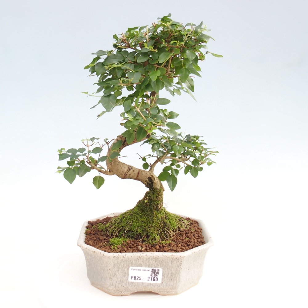 Izbová bonsai -Ligustrum chinensis - Vtáčí zob