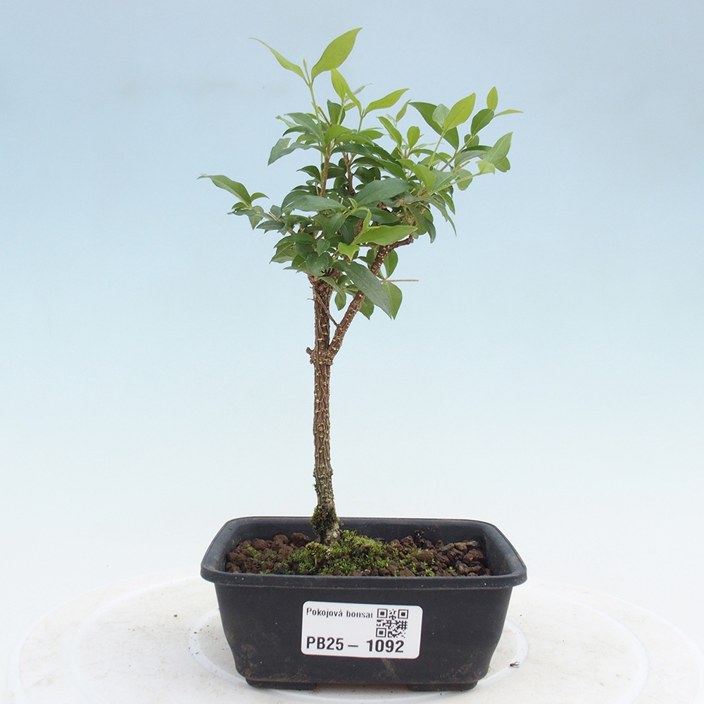 Izbová bonsai - Malpighia coccigera- Barbdorská čerešňa