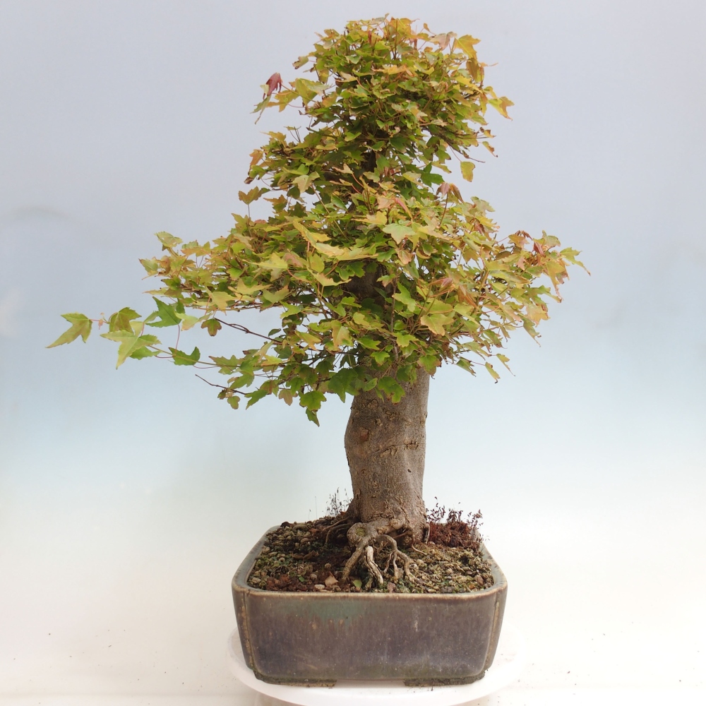 Vonkajšie bonsai - Javor Buergerianum - Javor Burgerův