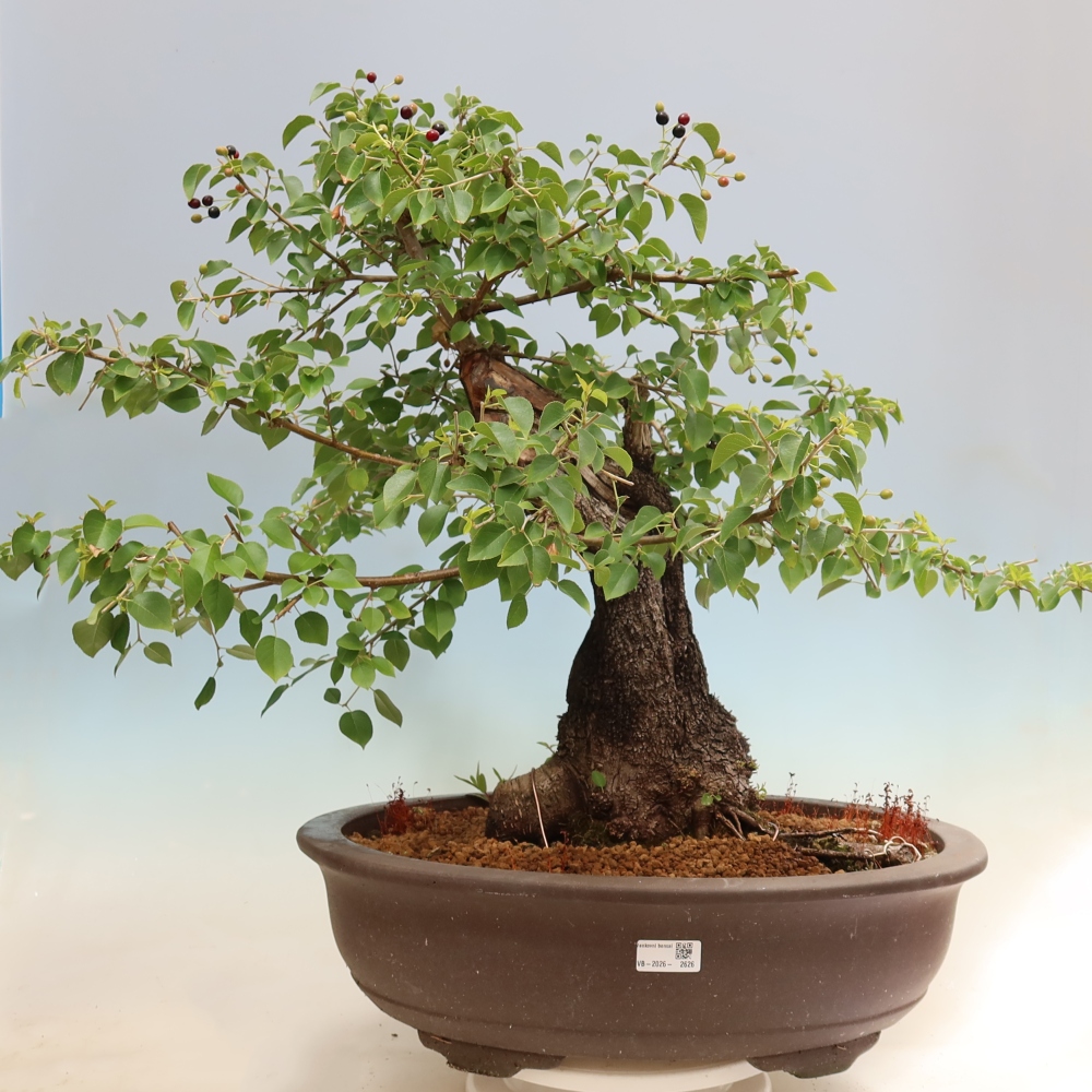 Vonkajší bonsai – Mahalebka – Prunus mahaleb