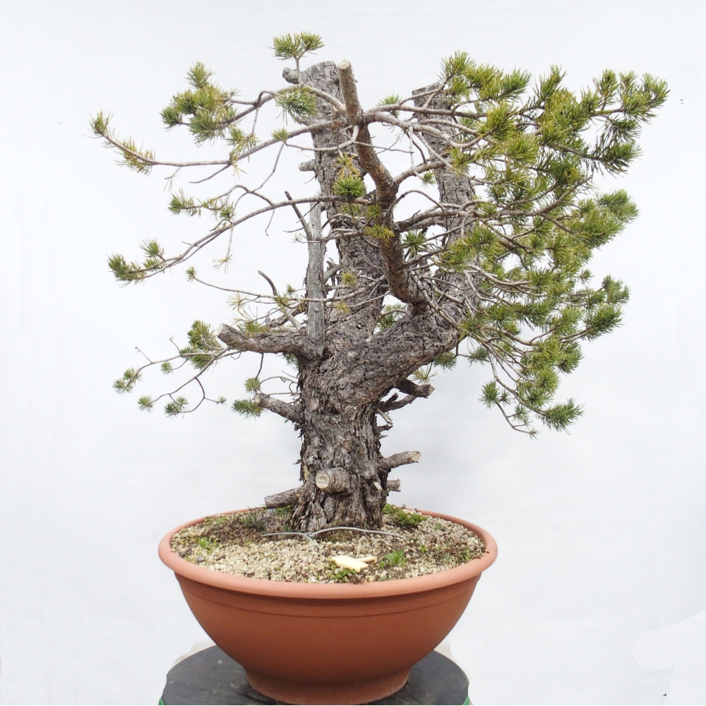 Yamadori - Pinus sylvestris Španielsko